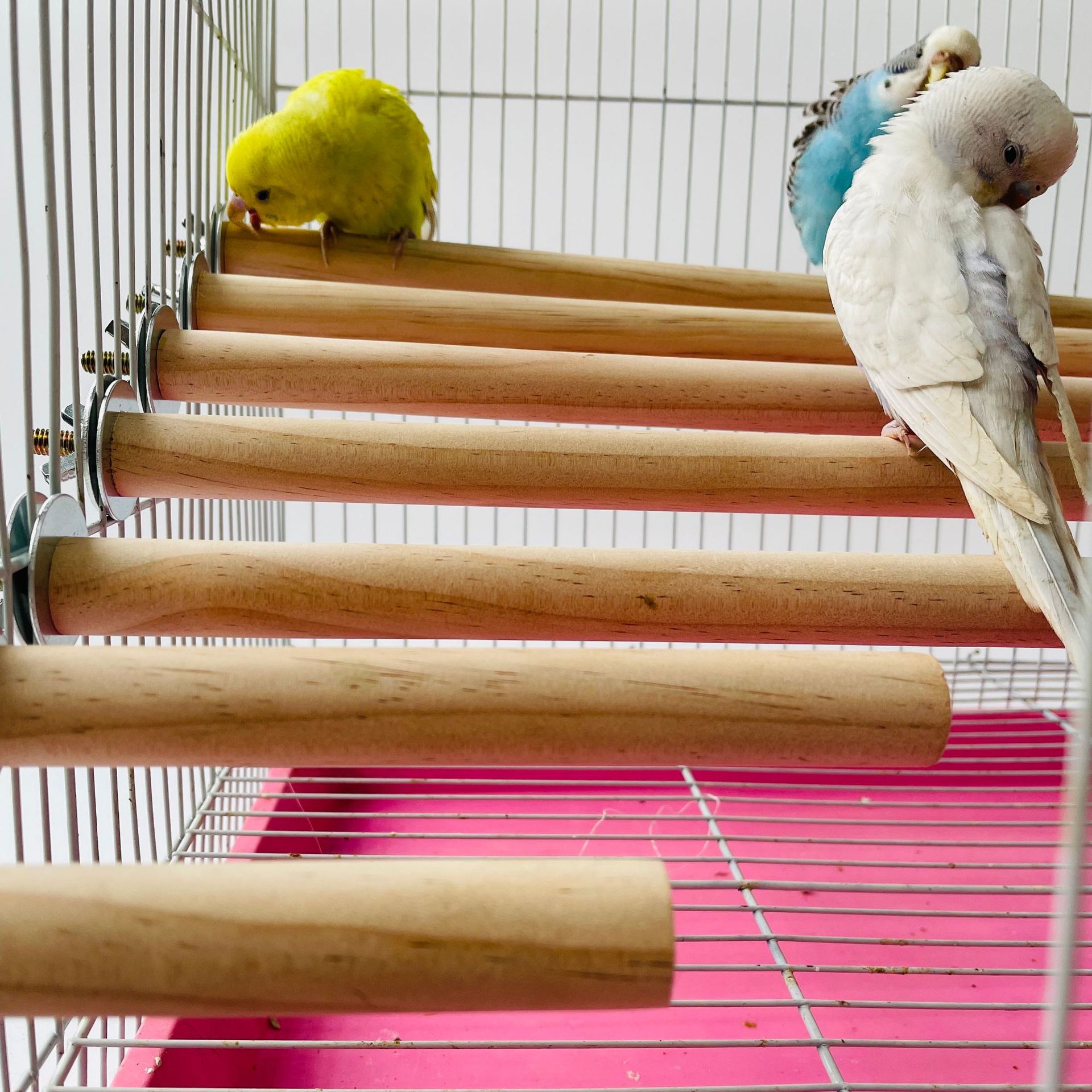 Parrot สัตว์เลี้ยงดิบยืน Stick - Pet X Supplies & Tack Howell บทวิจารณ์และราคา